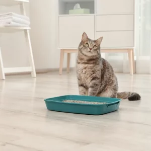 Ever Clean Katzenstreu Erfahrungen