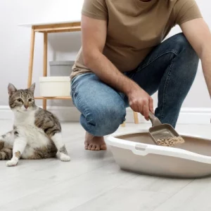 Wie oft muss man ein Katzenklo wechseln?